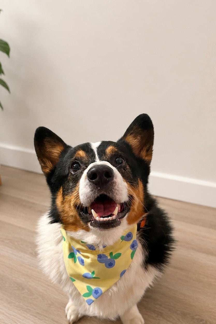 Blueberries Slip-On Collar Bandana